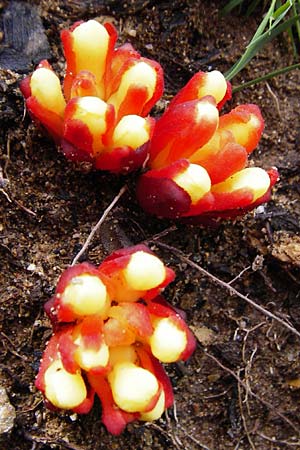 Cytinus hypocistis \ Gelber Zistrosen-W�rger / Cytinus, Kreta/Crete Vai 9.4.2015