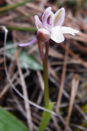 Orchis prisca x sitiaca, Kreta/Crete,  Thripti 10.4.2015 