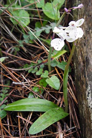 Orchis prisca x sitiaca, Kreta/Crete,  Thripti 10.4.2015 