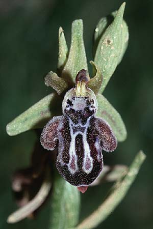 Ophrys ariadnae \ Karpathos-Ragwurz / Karpathos Bee Orchid, Kreta/Crete,  Thripti 23.4.2001 