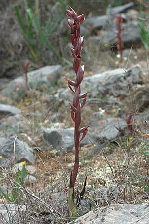 Serapias bergonii \ Lockerblütiger Zungenständel, Kreta,  Pahia Ammos 9.4.1990 