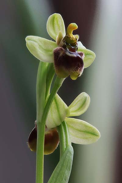 Ophrys bombyliflora x tenthredinifera subsp. villosa, Kreta/Crete,  Spili 18.4.2024 (Photo: Roland Nagel)