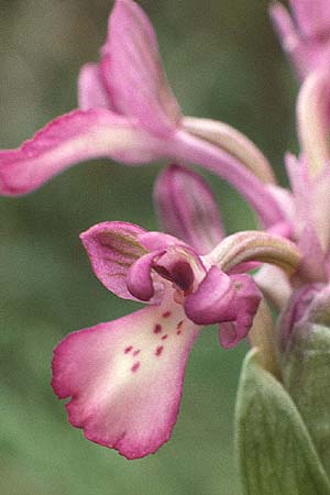 Anacamptis boryi \ Borys Knabenkraut, Kreta,  Xidas 9.4.1990 