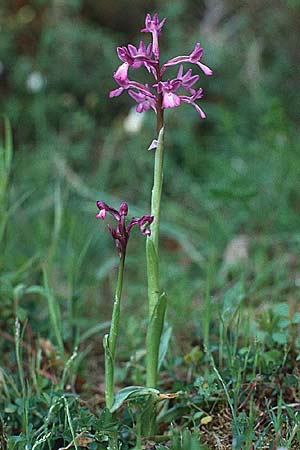 Anacamptis boryi \ Borys Knabenkraut, Kreta,  Xidas 14.4.1990 