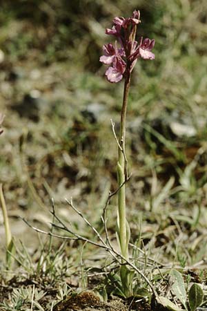 Anacamptis boryi \ Borys Knabenkraut, Kreta,  Gerakari 19.4.2001 