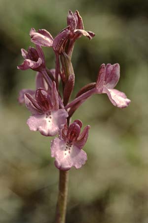 Anacamptis boryi \ Borys Knabenkraut, Kreta,  Gerakari 19.4.2001 