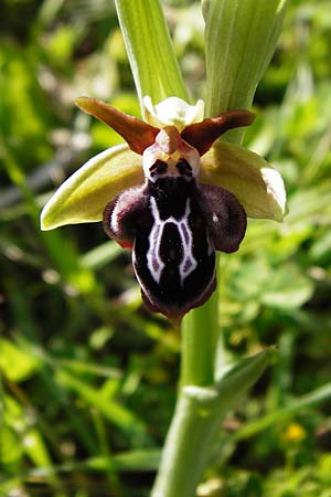 Ophrys cretica \ Kretische Ragwurz, Kreta,  Agia Fotini 5.4.2015 