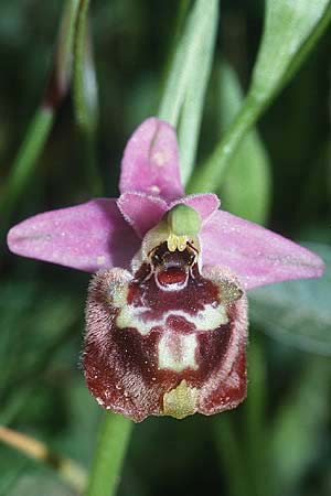 Ophrys candica \ Weißglanz-Ragwurz / Candia Bee Orchid, Kreta/Crete,  Rodovani 21.4.2001 