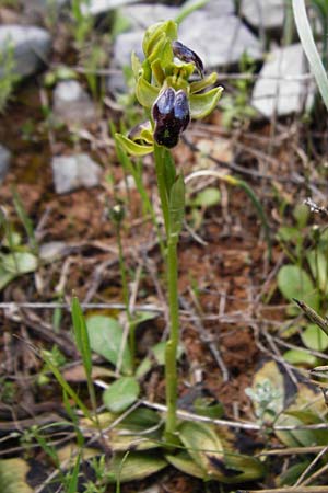 Ophrys cinereophila \ Kleinblütige Braune Ragwurz / Small-Flowered Dull Bee Orchid, Kreta/Crete,  Arhanes, Jouhtas 30.3.2015 