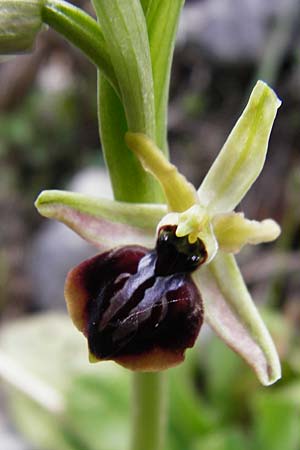Ophrys cretensis / Cretan Spider Orchid, Crete,  Arhanes, Jouhtas 30.3.2015 