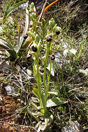 Ophrys cretensis / Cretan Spider Orchid, Crete,  Arhanes, Jouhtas 30.3.2015 