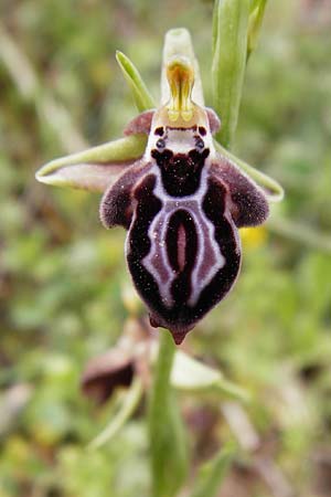 Ophrys cretica \ Kretische Ragwurz, Kreta,  Arhanes, Jouhtas 30.3.2015 