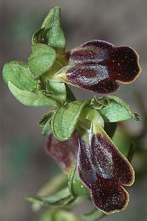 Ophrys phaidra / Cretan Dull Orchid, Crete,  Afrati 24.4.2001 