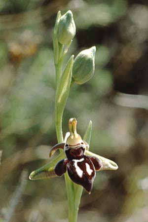 Ophrys cretica \ Kretische Ragwurz, Kreta,  Knossos 3.4.1990 