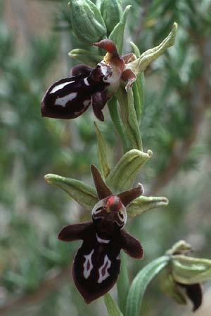 Ophrys cretica \ Kretische Ragwurz, Kreta,  Phaistos 7.4.1990 