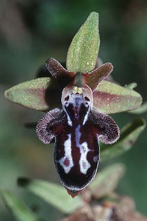 Ophrys ariadnae \ Karpathos-Ragwurz / Karpathos Bee Orchid, Kreta/Crete,  Thripti 23.4.2001 