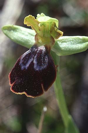 Ophrys creticola \ Kretische Braune-Ragwurz / Cretan Dull Orchid, Kreta/Crete,  Arhanes, Jouhtas 16.2.2002 