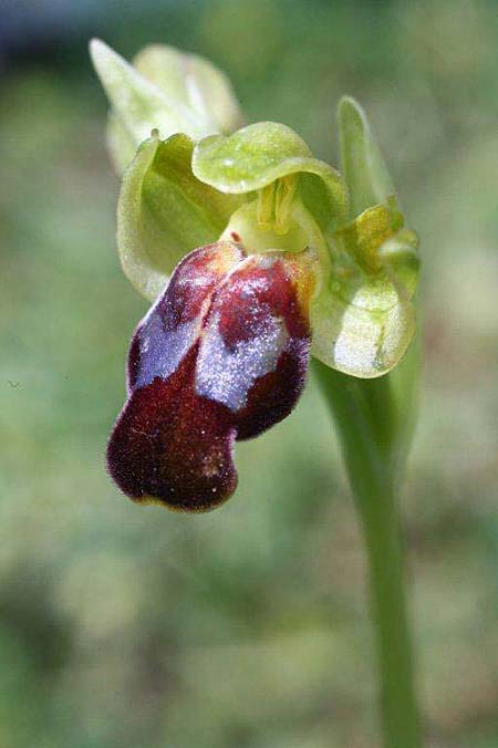 Ophrys creberrima / Creberrima Bee Orchid, Crete,  Spili 20.4.2011 (Photo: Helmut Presser)