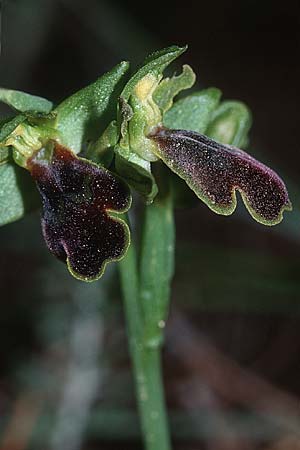 Ophrys pallidula / Pale-Brown Bee Orchid, Crete,  Thripti 23.4.2001 