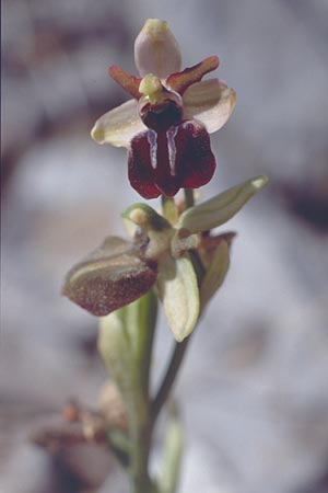 Ophrys cretensis / Cretan Spider Orchid, Crete,  Arhanes, Jouhtas 4.4.1990 