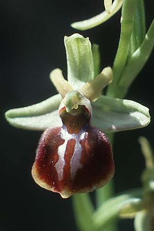 Ophrys cretensis / Cretan Spider Orchid, Crete,  Rodovani 6.4.1990 