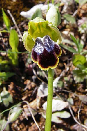 Ophrys creticola \ Kretische Braune-Ragwurz / Cretan Dull Orchid, Kreta/Crete,  Arhanes, Jouhtas 30.3.2015 