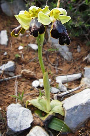 Ophrys creticola \ Kretische Braune-Ragwurz / Cretan Dull Orchid, Kreta/Crete,  Arhanes, Jouhtas 30.3.2015 