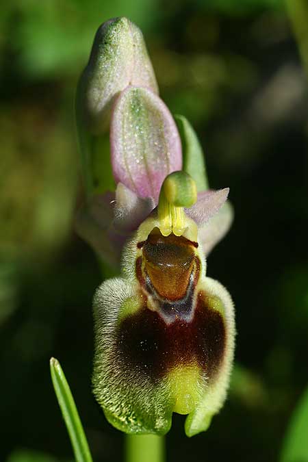 Ophrys dictynnae \ Dictynnae-Ragwurz / Dictynnae Orchid, Kreta/Crete,  Pirgos 7.3.2019 (Photo: Helmut Presser)