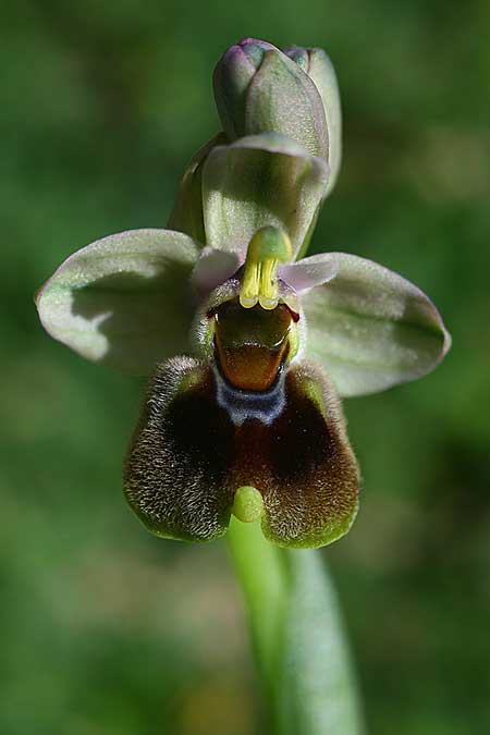 Ophrys dictynnae \ Dictynnae-Ragwurz / Dictynnae Orchid, Kreta/Crete,  Pirgos 7.3.2019 (Photo: Helmut Presser)