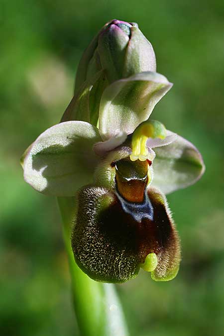 Ophrys dictynnae \ Dictynnae-Ragwurz / Dictynnae Orchid, Kreta/Crete,  Pirgos 7.3.2019 (Photo: Helmut Presser)