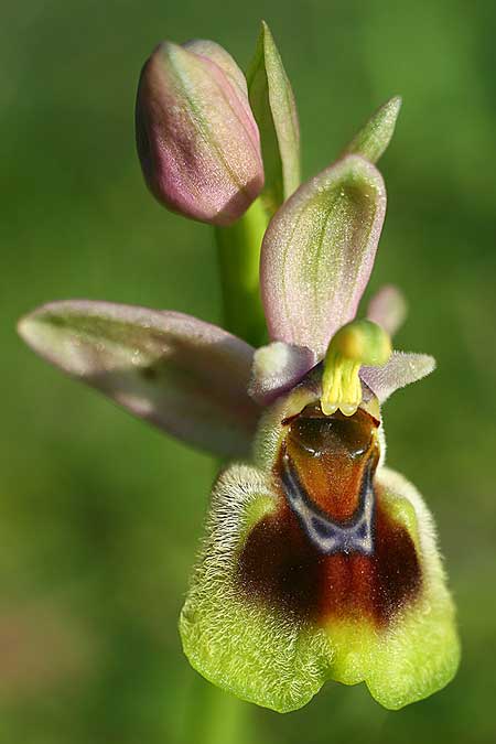 Ophrys dictynnae \ Dictynnae-Ragwurz / Dictynnae Orchid, Kreta/Crete,  Pirgos 7.3.2019 (Photo: Helmut Presser)