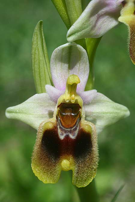 Ophrys dictynnae \ Dictynnae-Ragwurz / Dictynnae Orchid, Kreta/Crete,  Spili 7.3.2019 (Photo: Helmut Presser)