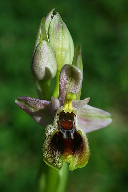 Ophrys dictynnae \ Dictynnae-Ragwurz / Dictynnae Orchid, Kreta/Crete,  Jouhtas 7.3.2019 (Photo: Helmut Presser)