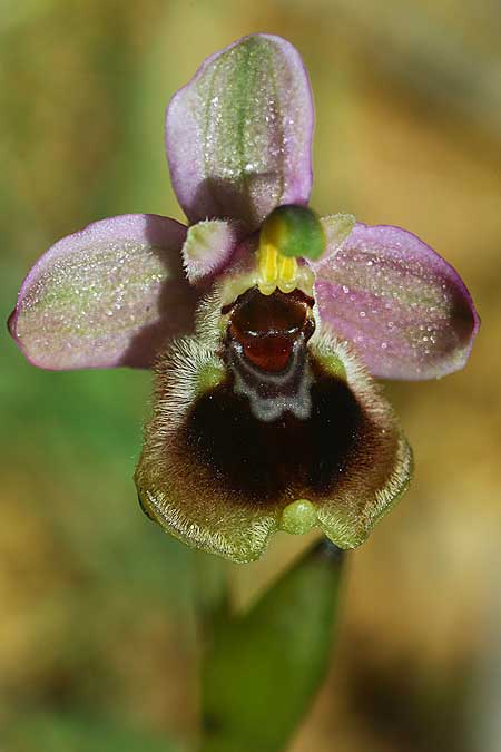 Ophrys dimidiata \ Dimidiata-Ragwurz / Dimidiata Orchid, Kreta/Crete,  Südosten/Southeast 7.3.2019 (Photo: Helmut Presser)