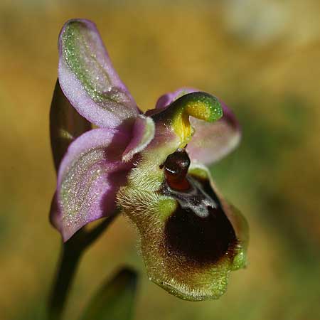 Ophrys dimidiata \ Dimidiata-Ragwurz / Dimidiata Orchid, Kreta/Crete,  Südosten/Southeast 7.3.2019 (Photo: Helmut Presser)
