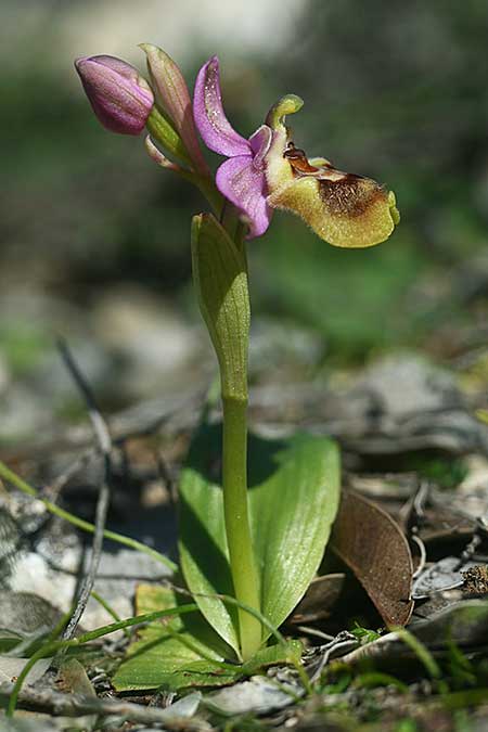 Ophrys dimidiata \ Dimidiata-Ragwurz / Dimidiata Orchid, Kreta/Crete,  Südosten/Southeast 7.3.2019 (Photo: Helmut Presser)