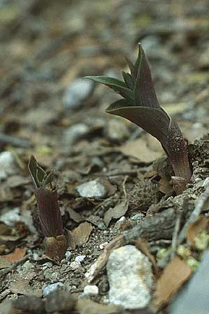 Epipactis cretica \ Kretische Ständelwurz, Kreta,  Kamares 10.5.1991 