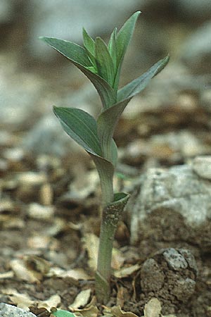 Epipactis cretica \ Kretische Ständelwurz, Kreta,  Kamares 10.5.1991 
