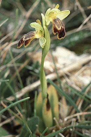 Ophrys thriptiensis \ Frühe Thripti-Ragwurz / Early Thripti Orchid, Kreta/Crete,  Thripti 8.4.1990 