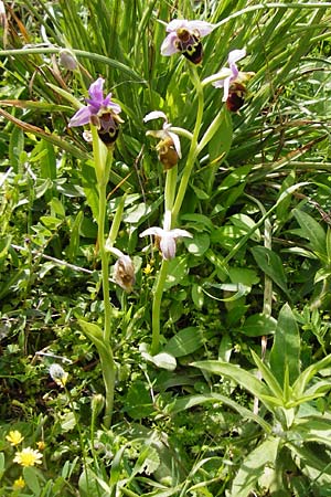 Ophrys heldreichii / Heldreich's Orchid, Crete,  Preveli 3.4.2015 
