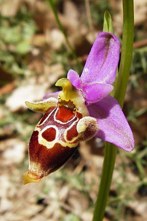 Ophrys heldreichii / Heldreich's Orchid, Crete,  Armeni 7.4.2015 