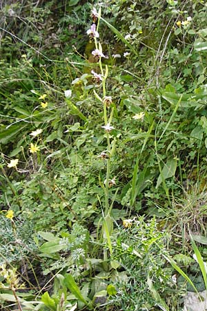 Ophrys heldreichii / Heldreich's Orchid, Crete,  Kavousi 11.4.2015 