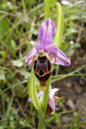 Ophrys heldreichii / Heldreich's Orchid, Crete,  Kavousi 11.4.2015 