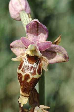 Ophrys heldreichii / Heldreich's Orchid, Crete,  Lasithi 25.4.2001 