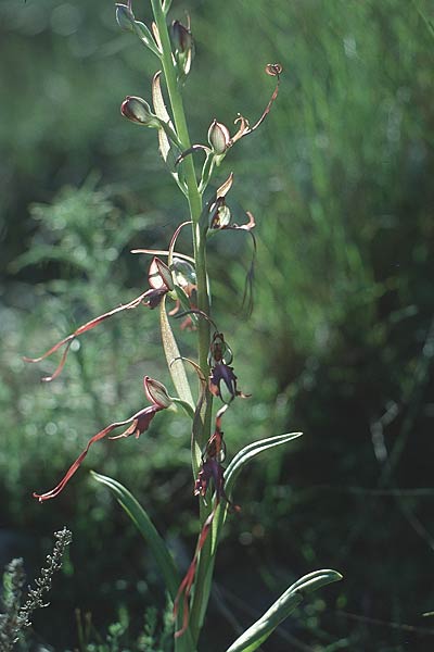 Himantoglossum samariense \ Kretische Riemenzunge, Kreta,  Omalos 17.5.1991 