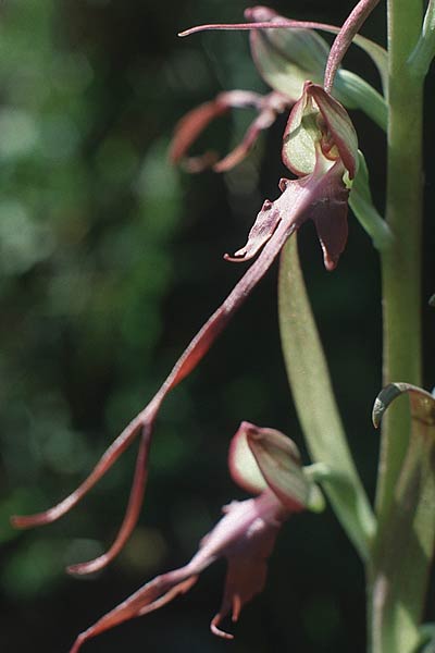 Himantoglossum samariense \ Kretische Riemenzunge, Kreta,  Omalos 17.5.1991 