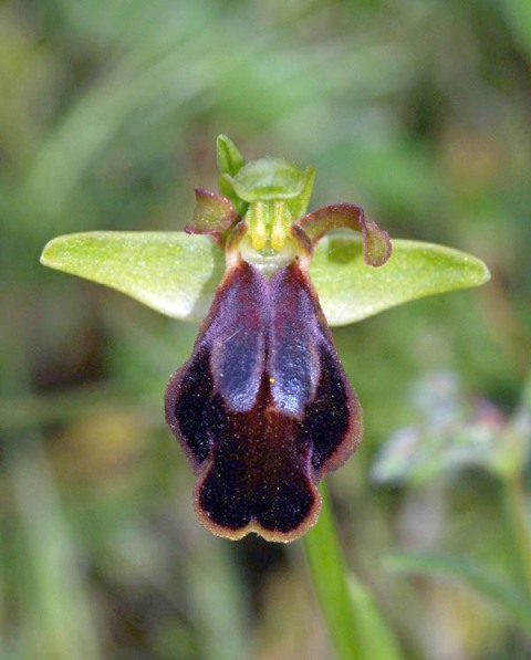 Ophrys kedra \ Zeder-Ragwurz / Cedar Orchid, Kreta/Crete,  Spili 24.4.2010 (Photo: Zissis Antonopoulos)