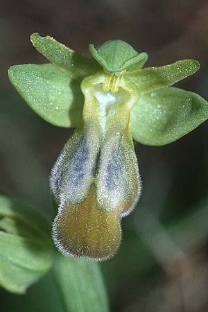Ophrys mesaritica farbvariante_color-variant \ Mesara-Ragwurz, Kreta,  Agia Triada 11.2.2002 