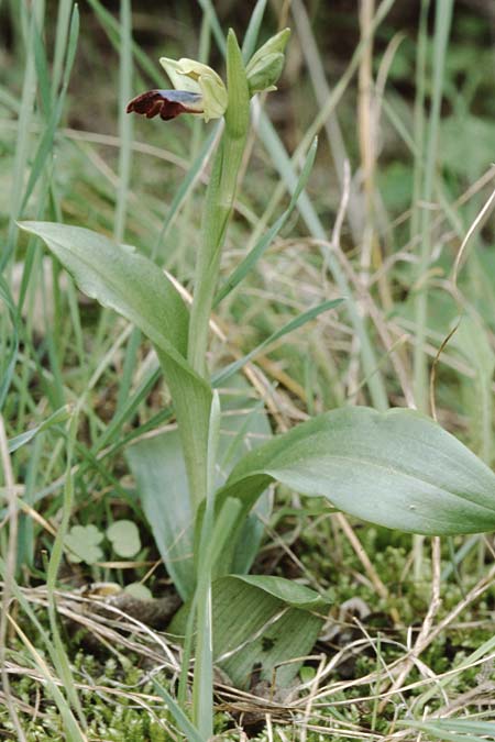 Ophrys mesaritica \ Mesara-Ragwurz / Mesarian Bee Orchid, Kreta/Crete,  Andiskari 1.1.1999 