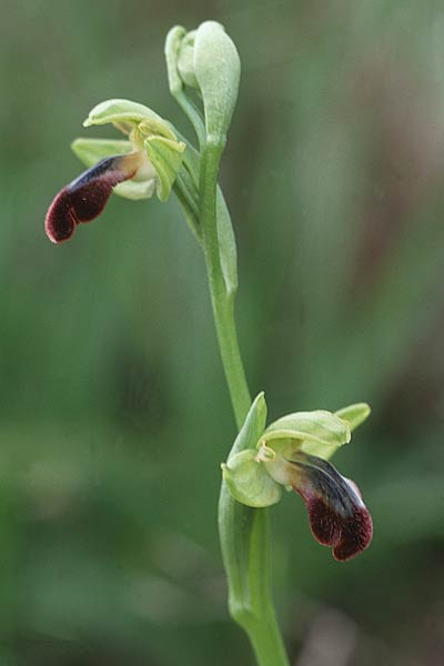 Ophrys mesaritica \ Mesara-Ragwurz / Mesarian Bee Orchid, Kreta/Crete,  Phaistos 5.1.1999 